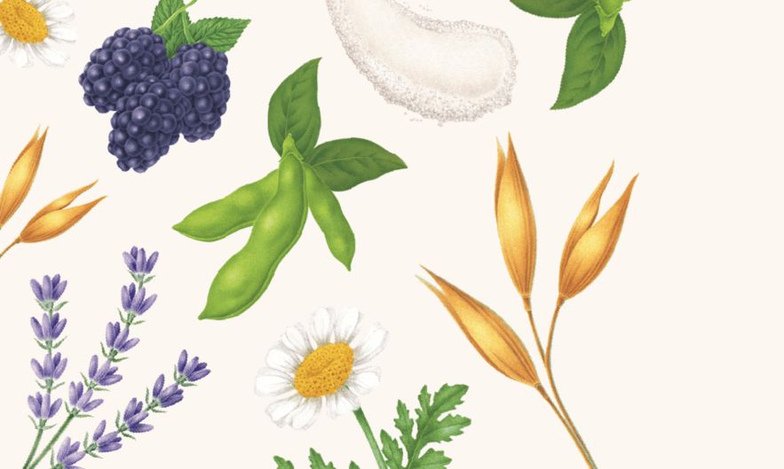 Our Ingredients