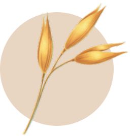 image-oat-a-en-in-Aveeno