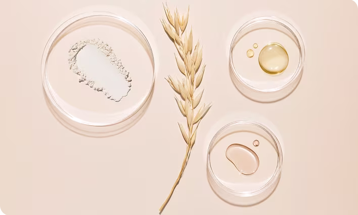 Oat extract in petri dishes showcasing benefits for skin relief and care