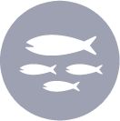 Sardines