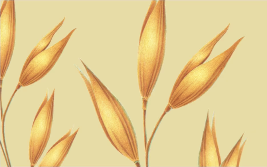 Illustration of oat stalks in vibrant yellow hues and shading to demonstrate texture on a soft yellow background