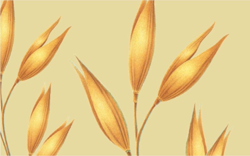 Illustration of oat stalks in vibrant yellow hues and shading to demonstrate texture on a soft yellow background