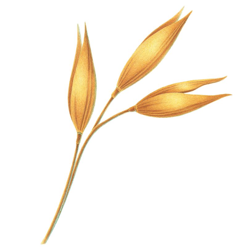 avn_oat