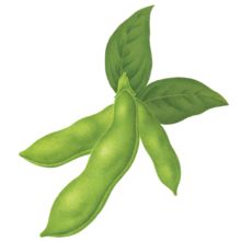 Soy