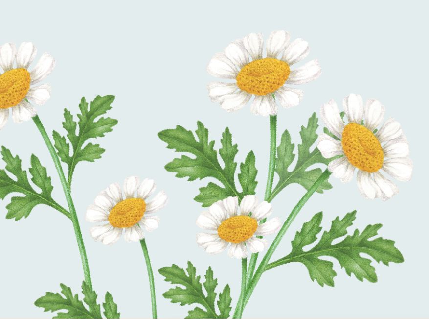 Feverfew flowers illustration on a light blue joyful brackground