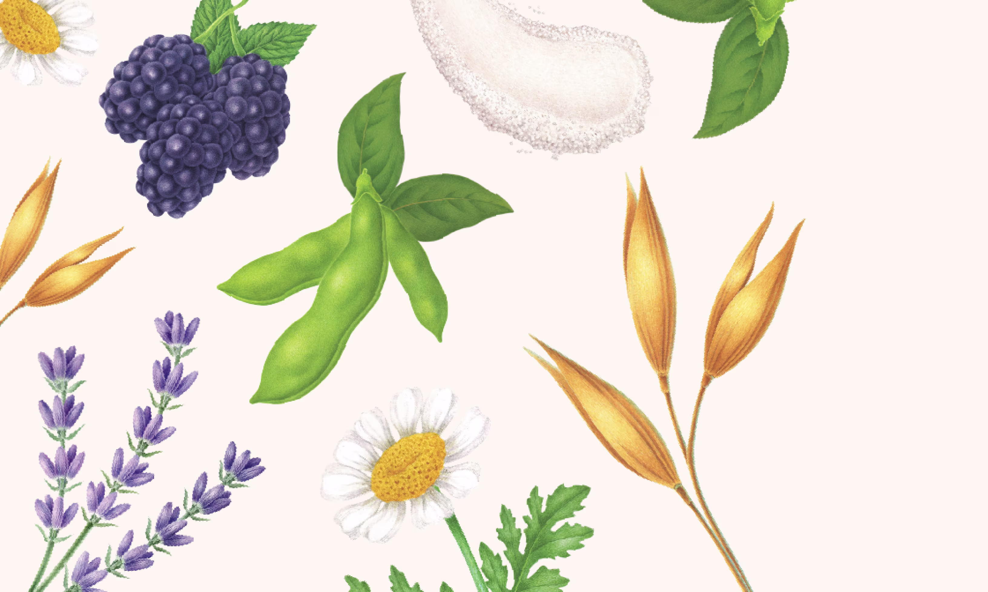 Our Ingredients