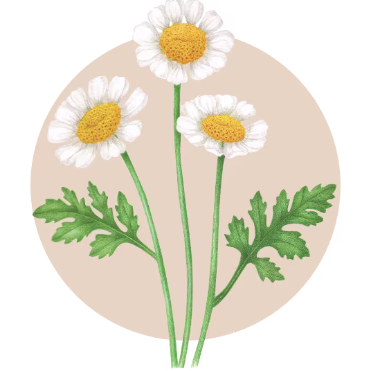 Feverfew spotlight ingredient