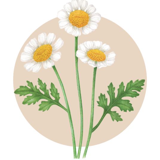 Feverfew spotlight ingredient
