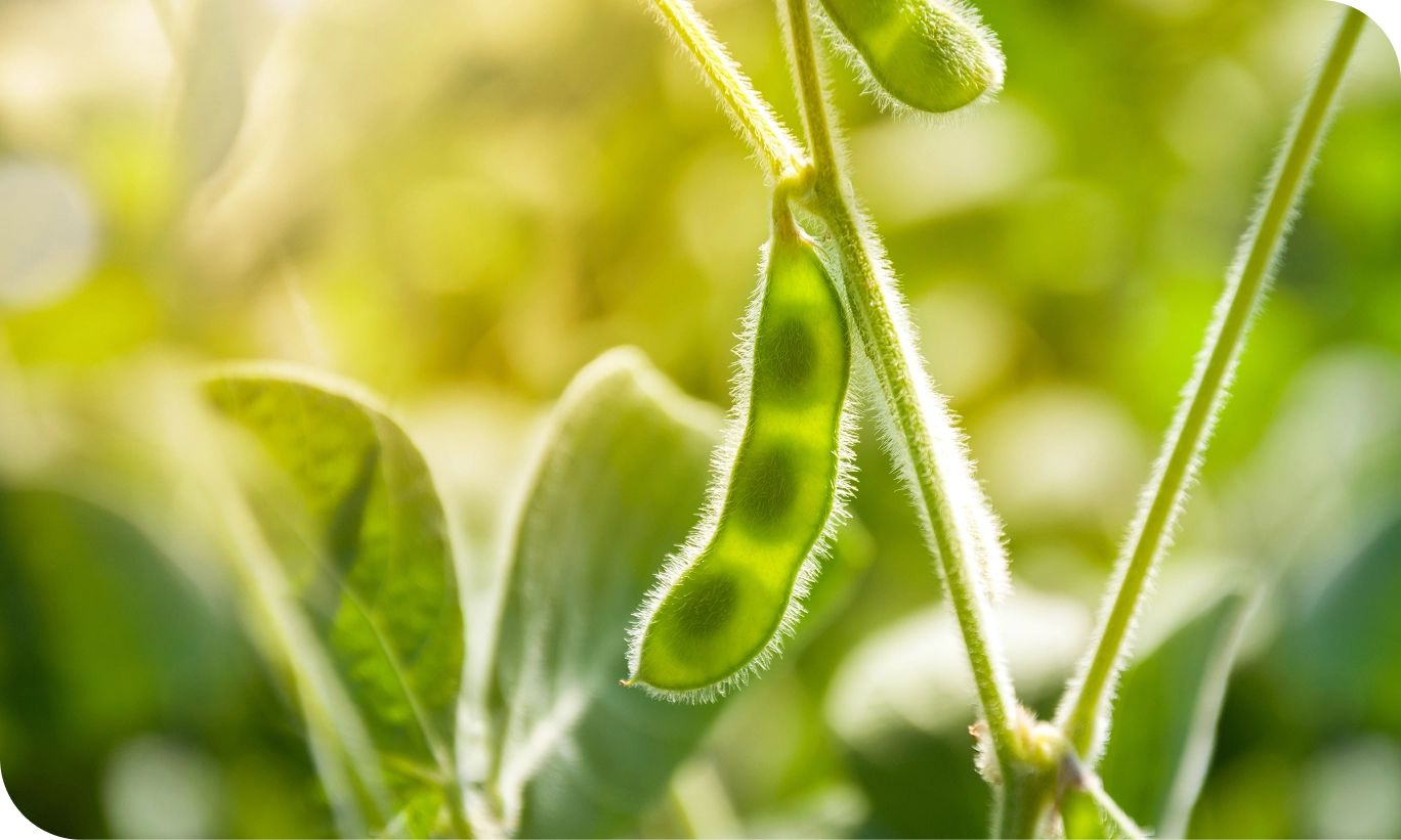 Close-up of a green soy bean, showcasing its smooth texture and vibrant green color ingredient