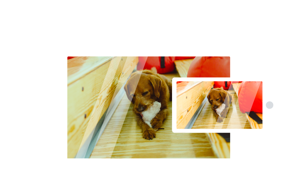 Computer and phone with image of Lenny the dog