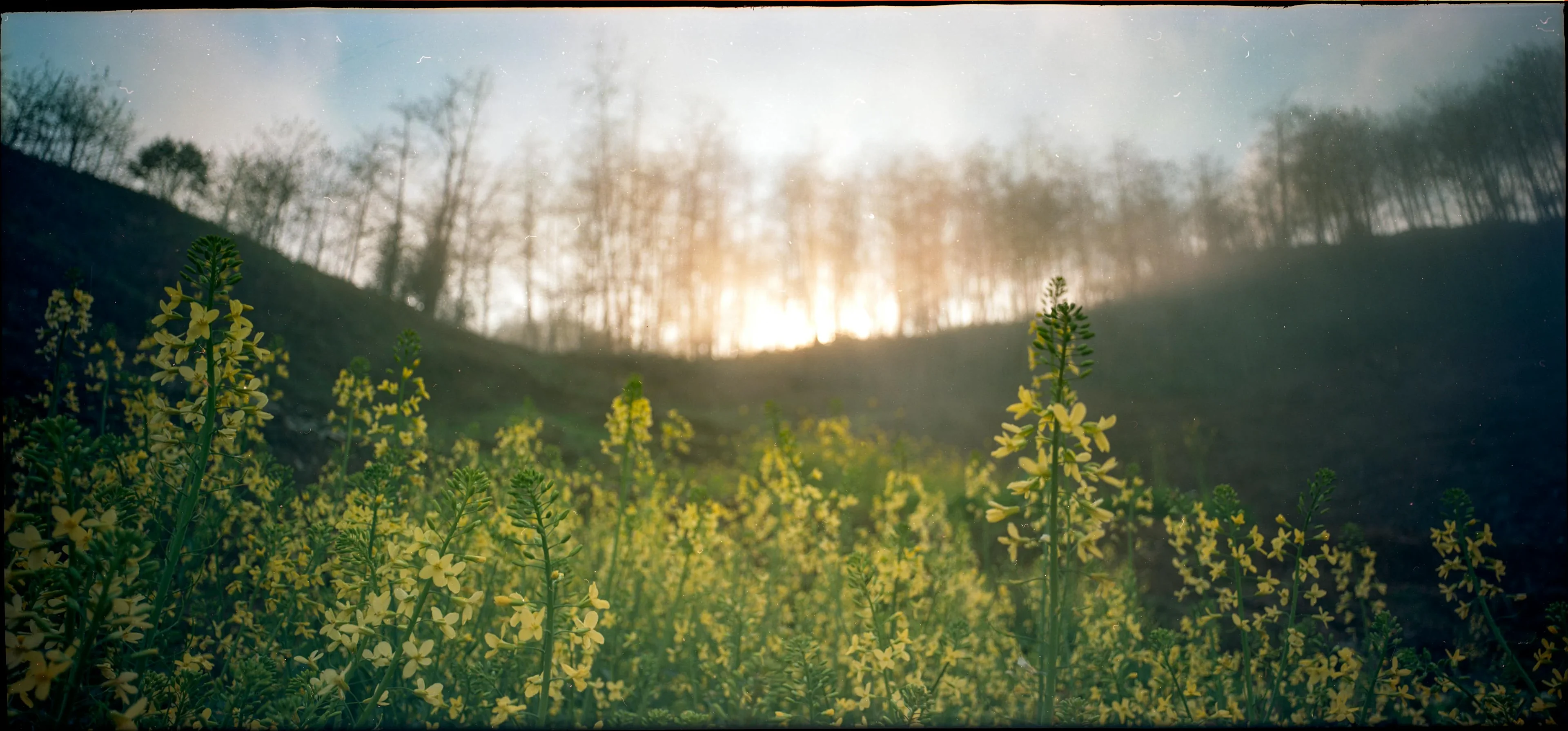 The yellow flowers in the forest
