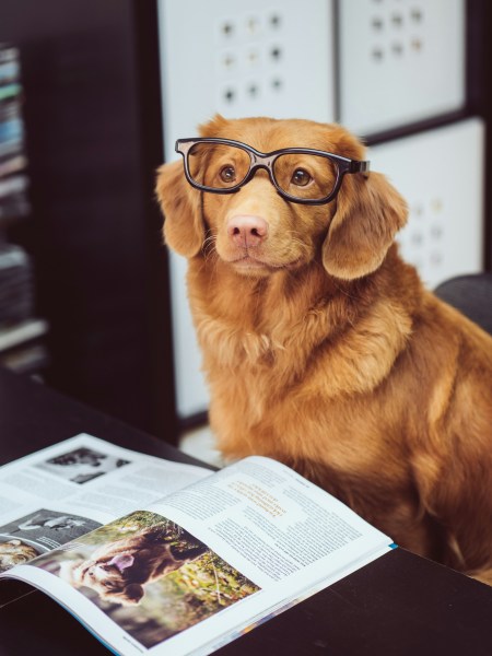 L'assurance chien. <br>Enfin simple. 