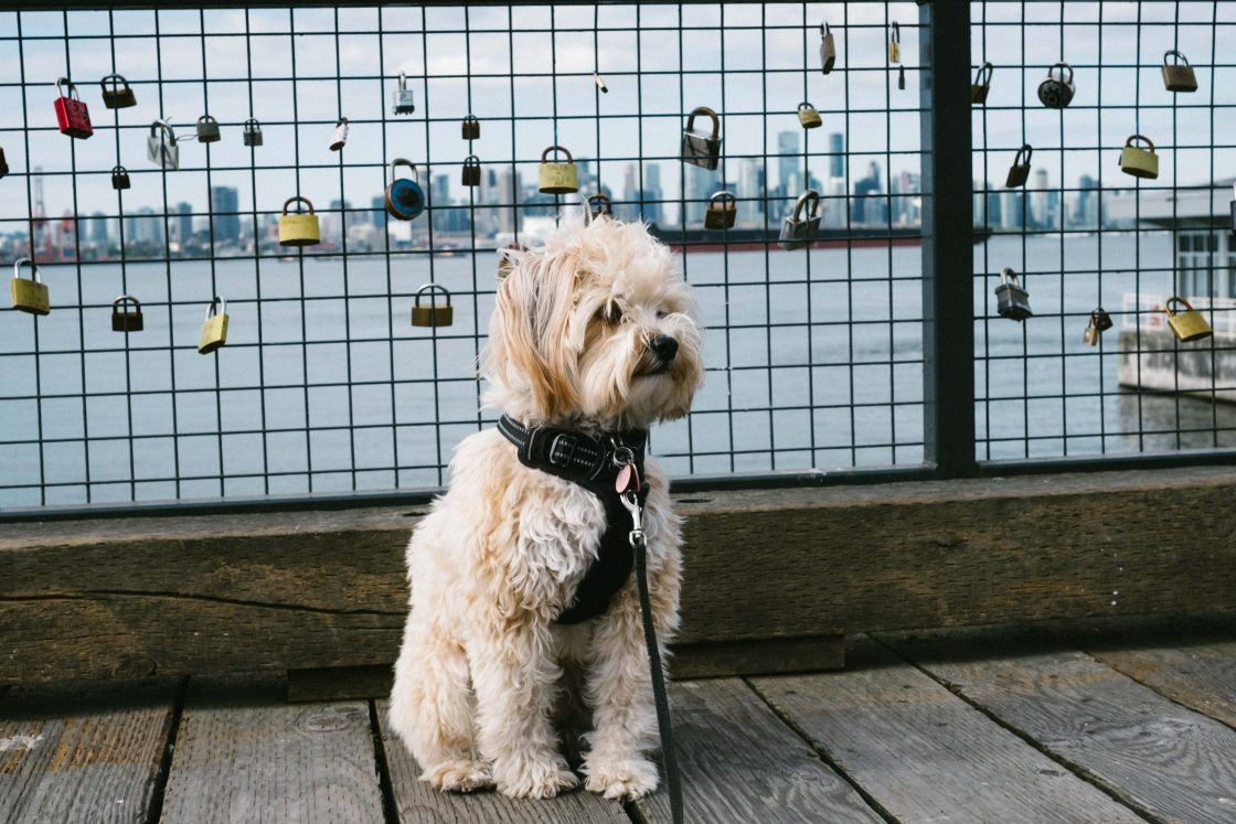 North Van With Simcoe - hero