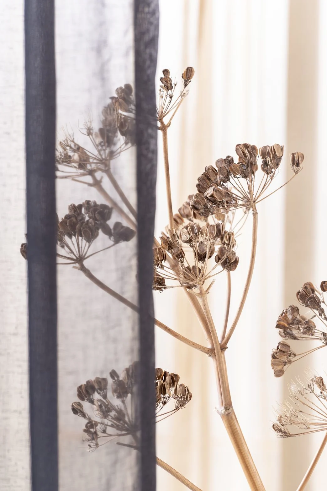 Detail rideaux avec fleur séchée