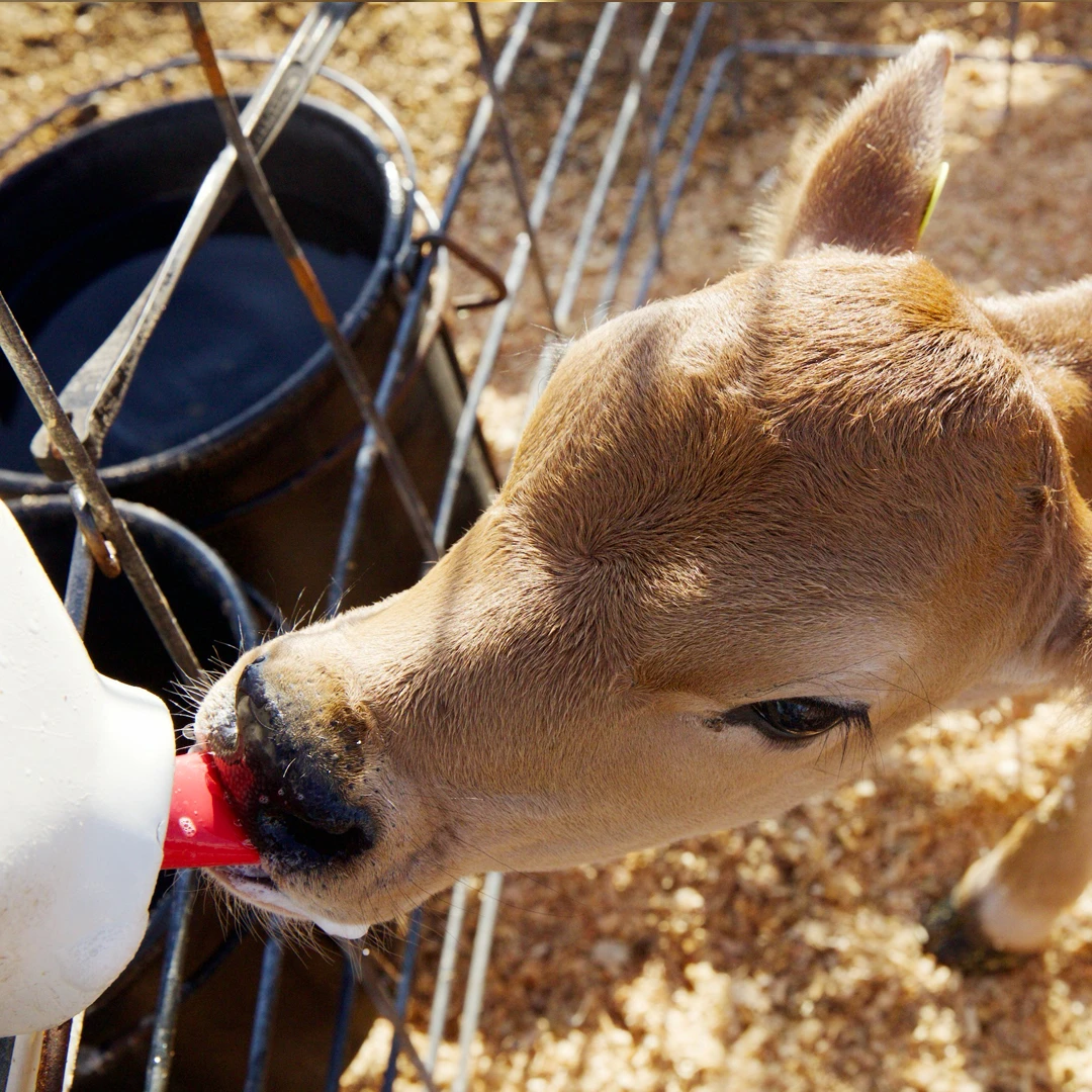 Calf drinking milk