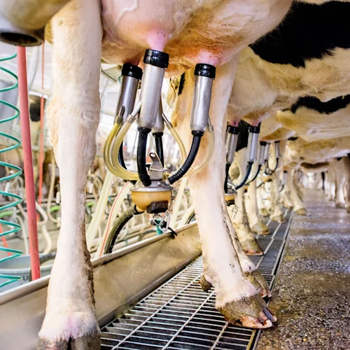 Cow care image 2