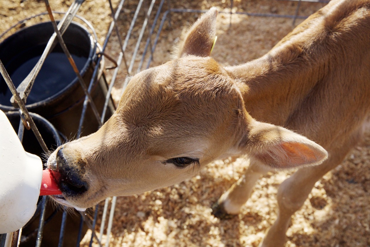 calf care farming tillamook