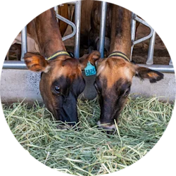 on the farm