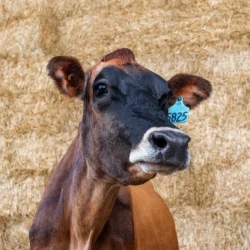 Dairy cow