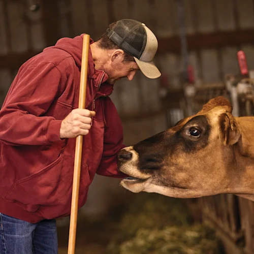 Cow care image 1