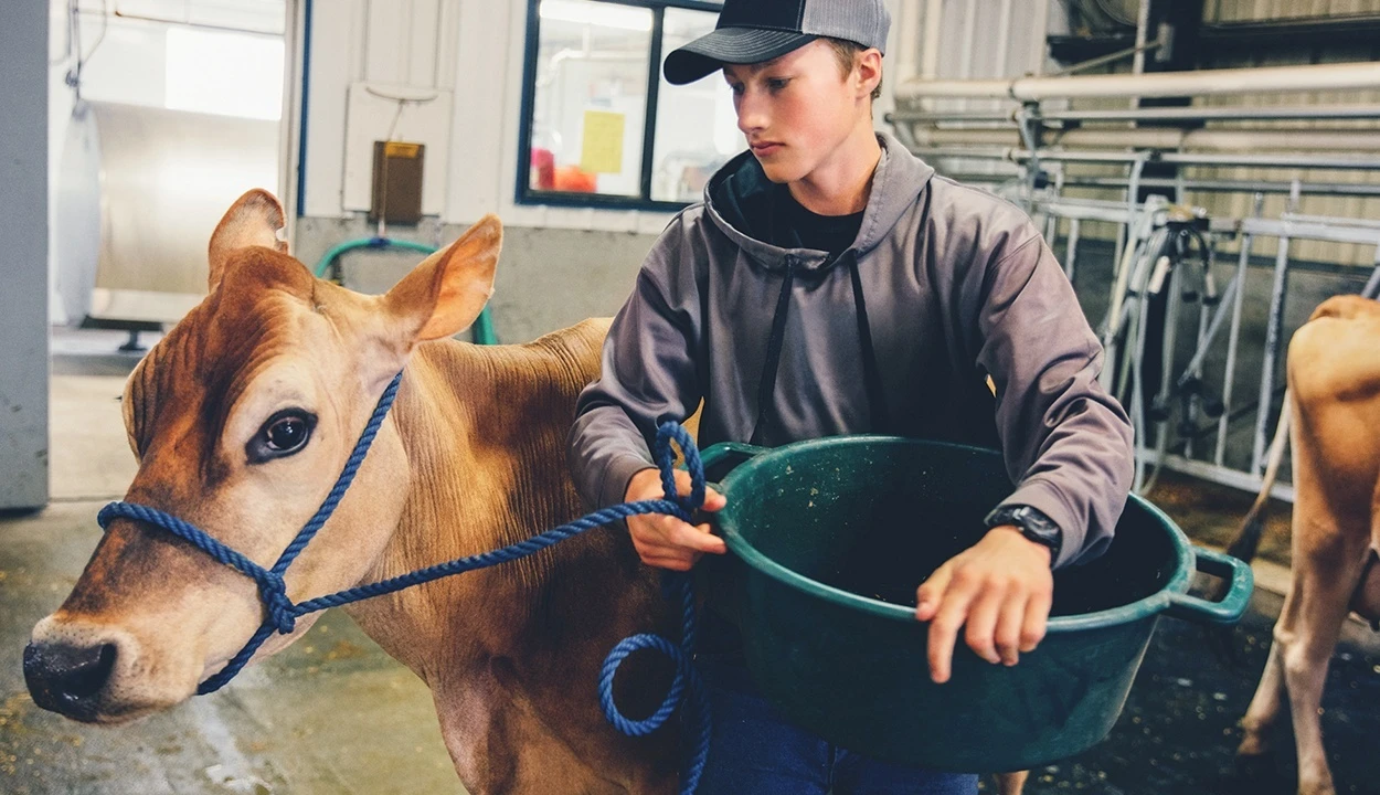 farmer promise cow tillamook dairy