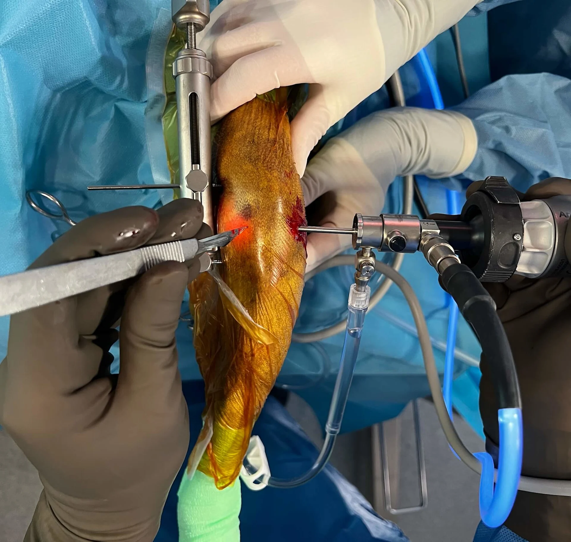 Arthroskopie und Laparoskopie in der Tierklinik Zürich Ost