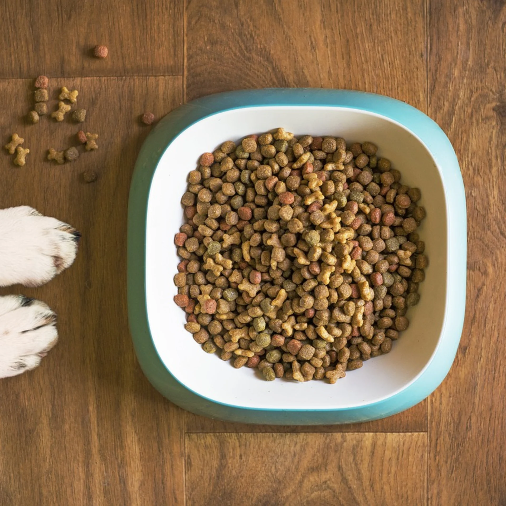 Learn how to identify and manage food allergies in dogs and cats. Tips on symptoms, diagnosis, diet solutions and long-term care.