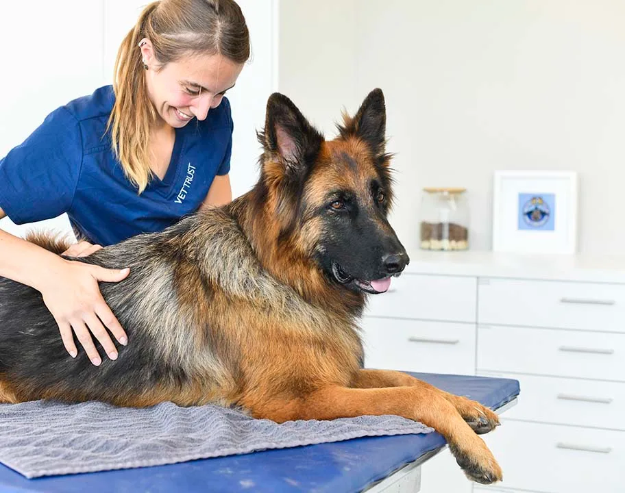 Eine Tierärztin und eine TPA behandeln einen Hund. 