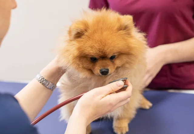 Annual check for dog and cat