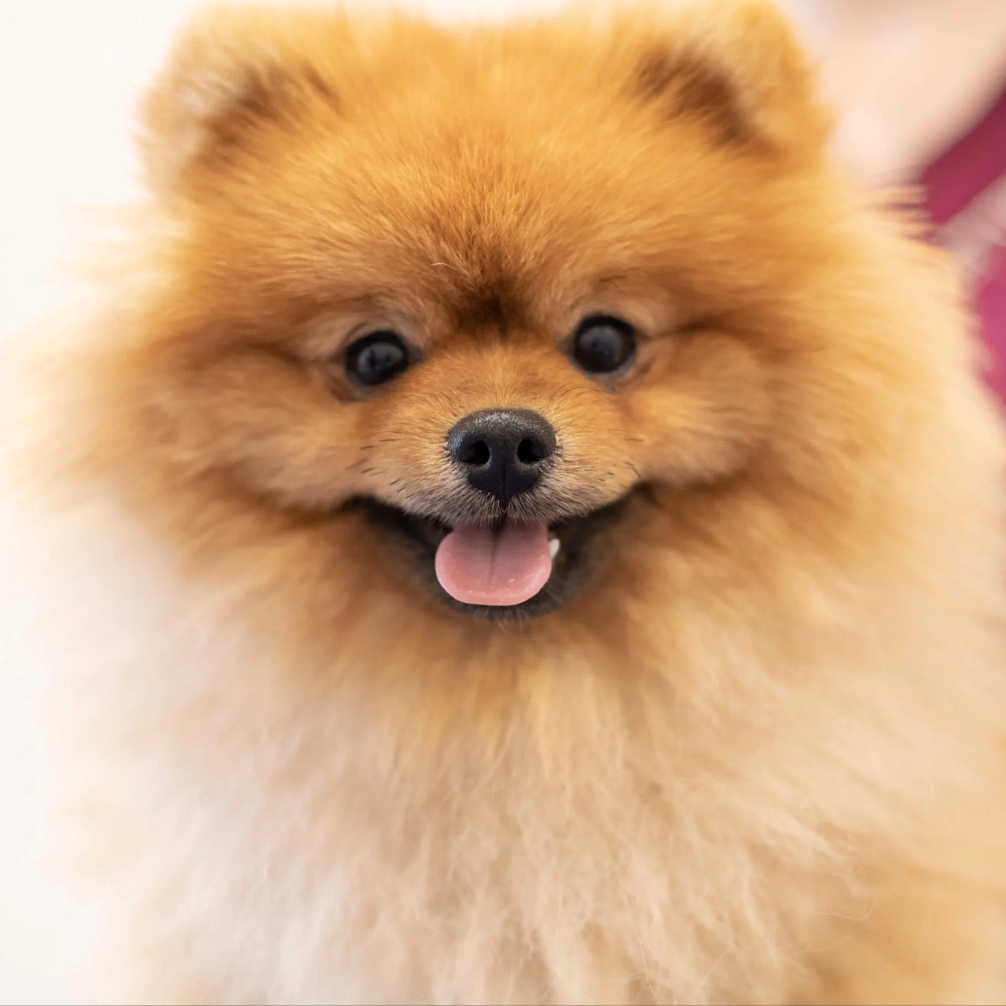 Kölner Tierarzt - Kleintierpraxis Matter Joedicke In Köln Longerich Jahrescheck