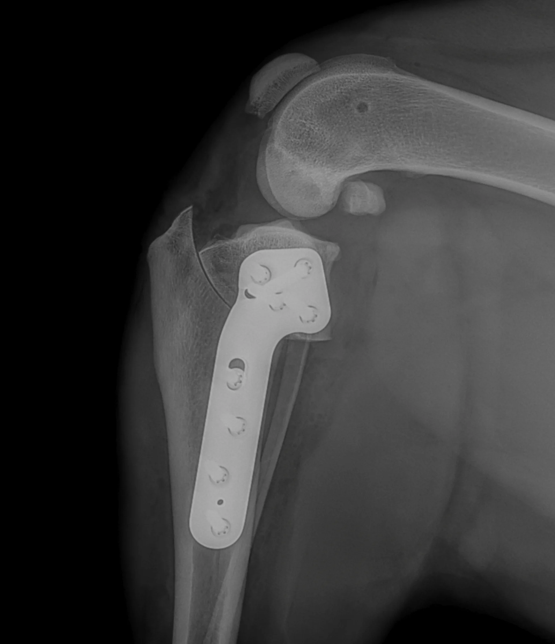 Orthopädie in der Tierklinik Zürich Ost