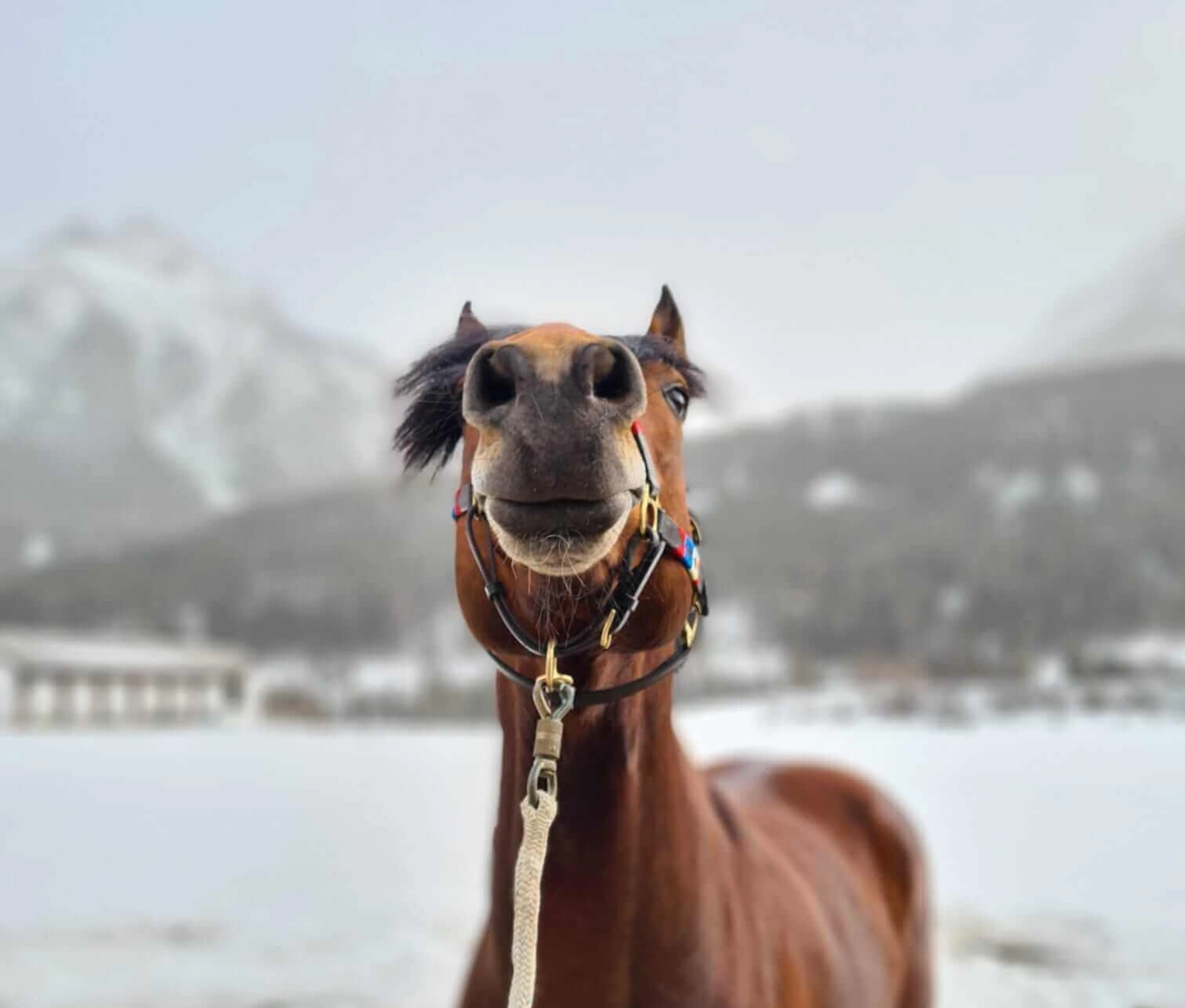 Cheval, jeune, du front