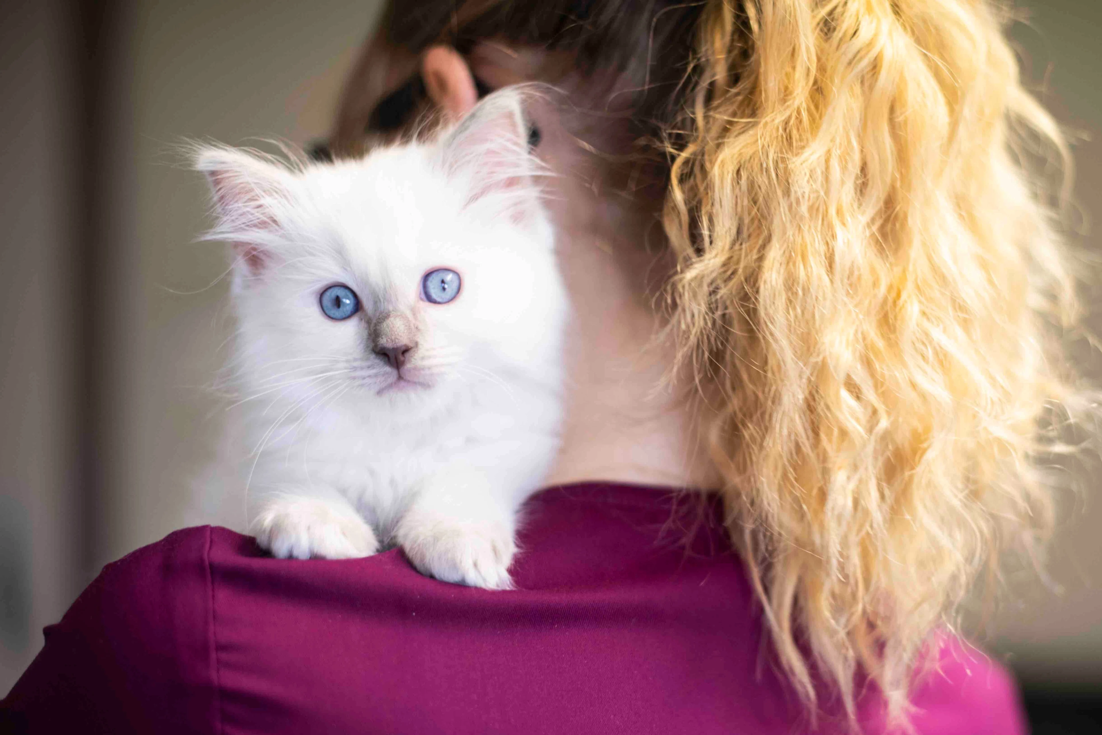Tierärztin hält ein Katzenbaby.
