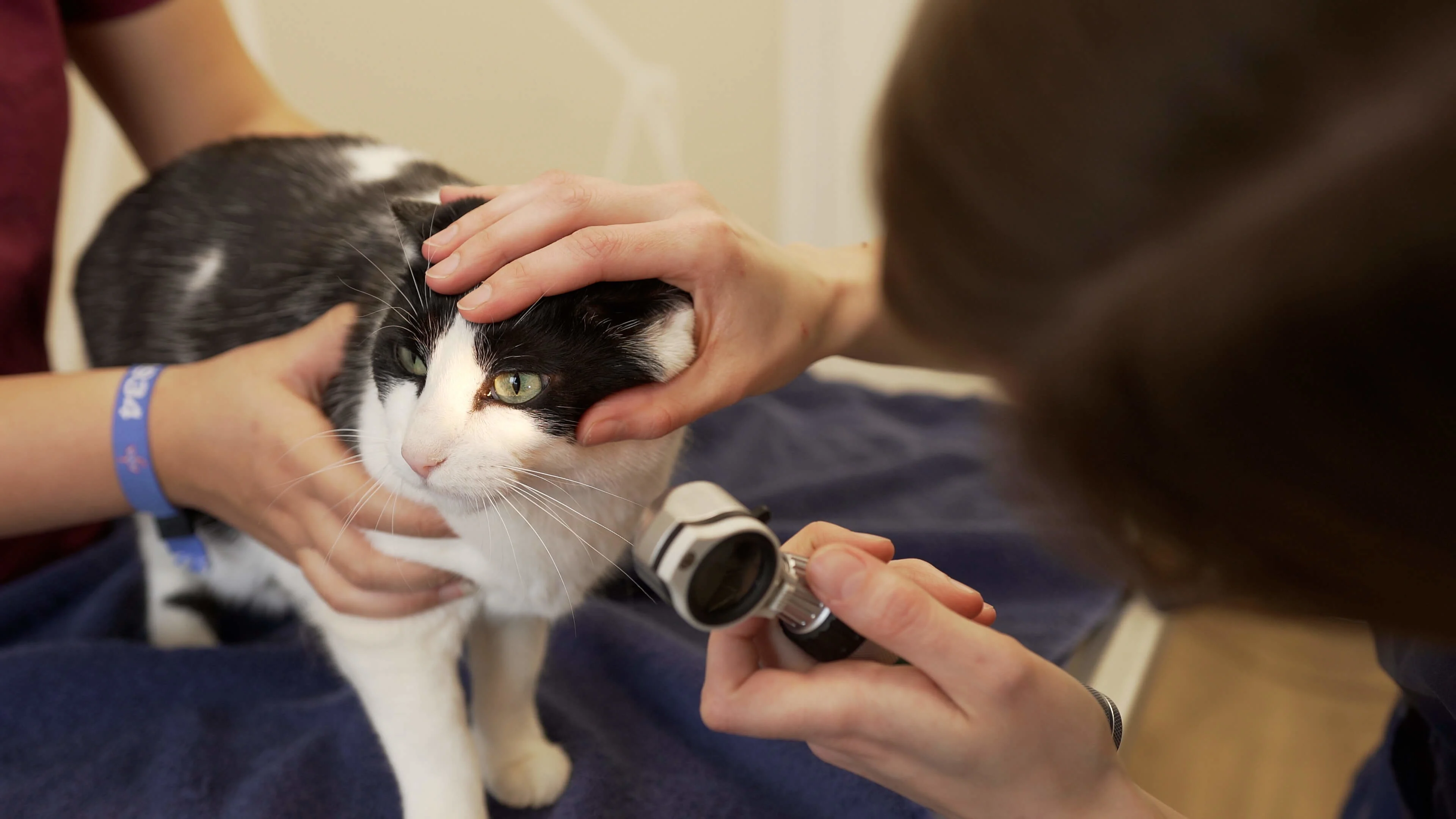 Cat is examined. 