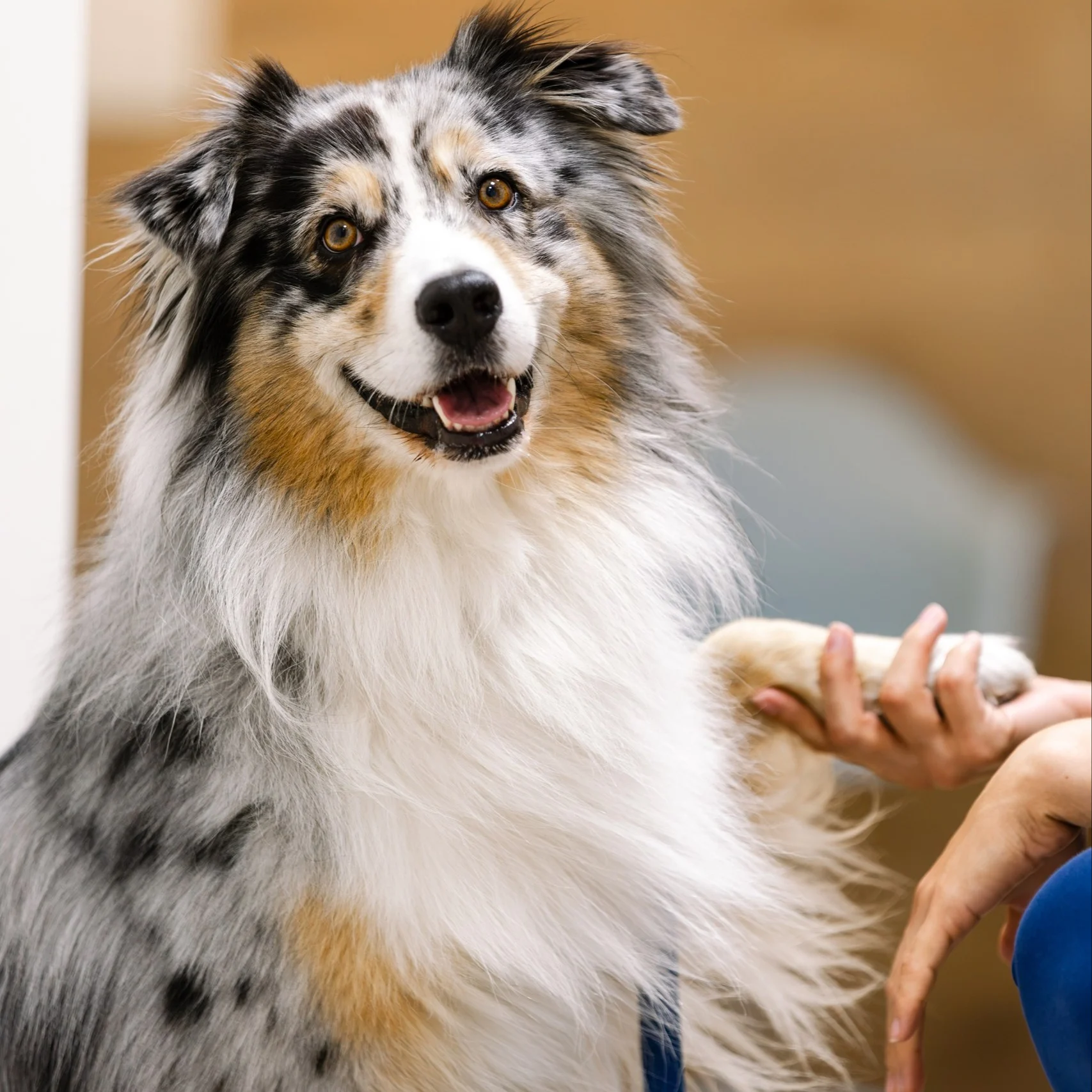 Hund schaut in Kamera