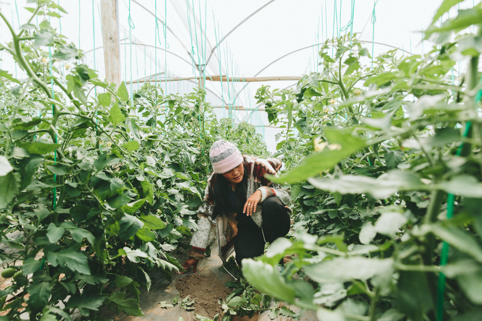 Erica Lin agriculture apprenticeship Ecuador