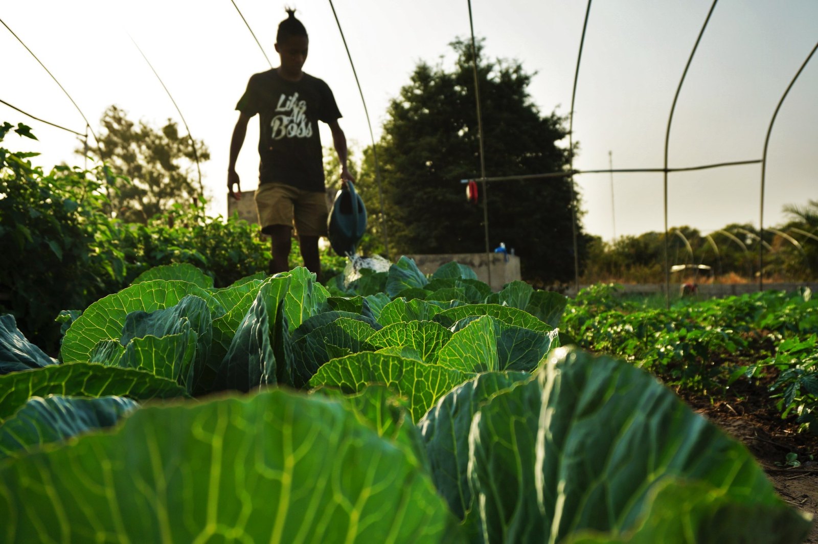 Nicholas farming in Senegal