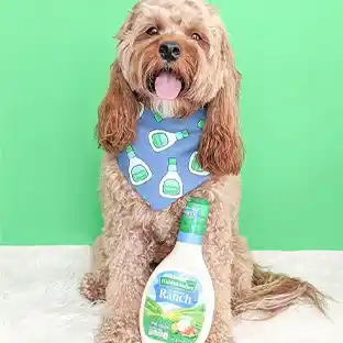 Fluffy dog in a bandana with a bottle of Hidden Valley Ranch