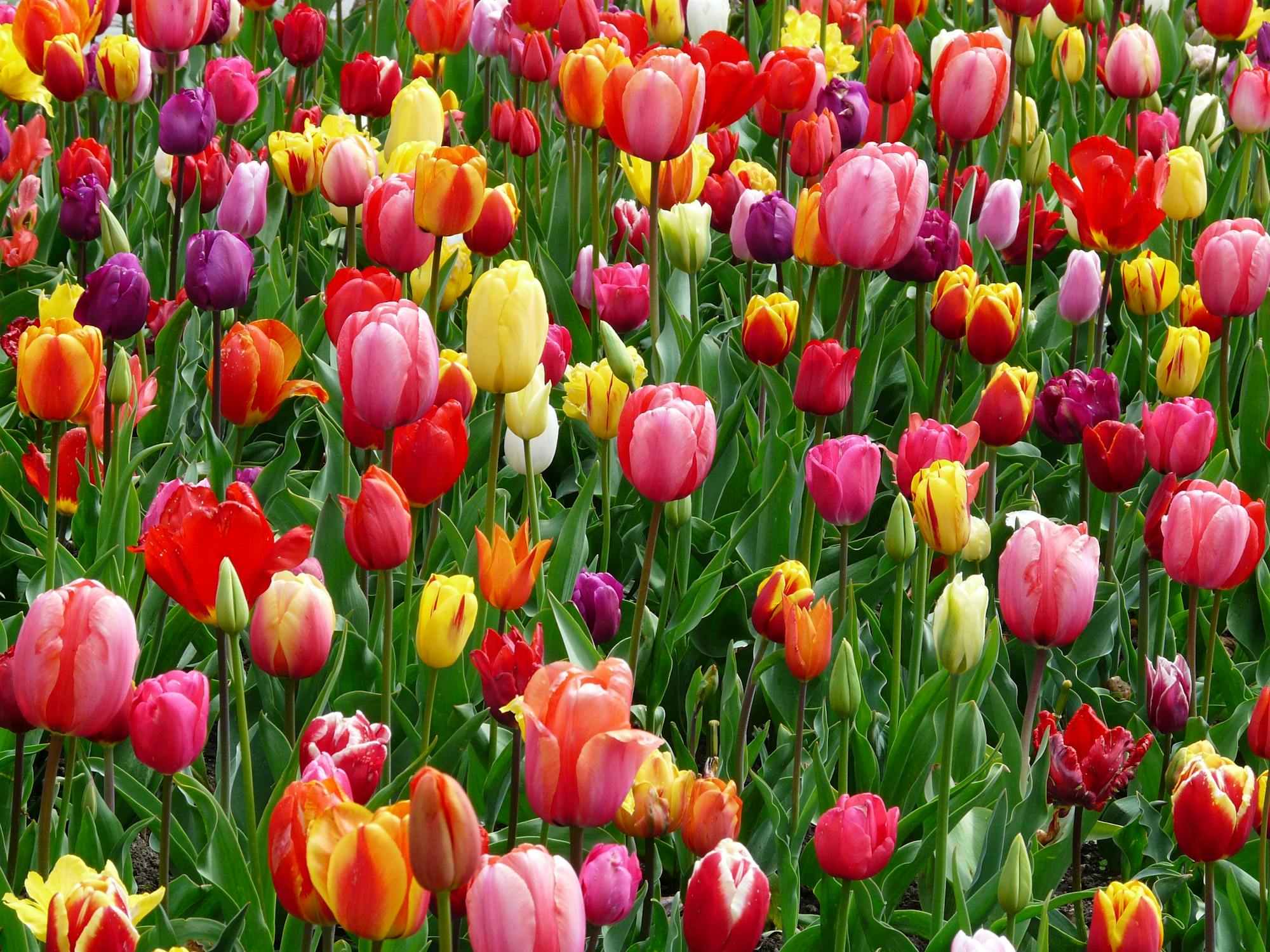 Zing international money tulips