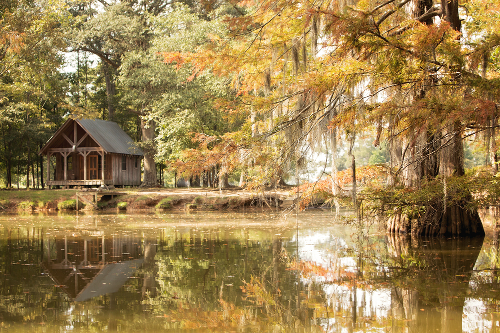 Southeast-USA-Cypress-Trees-Louisiana-Bayou 743083507