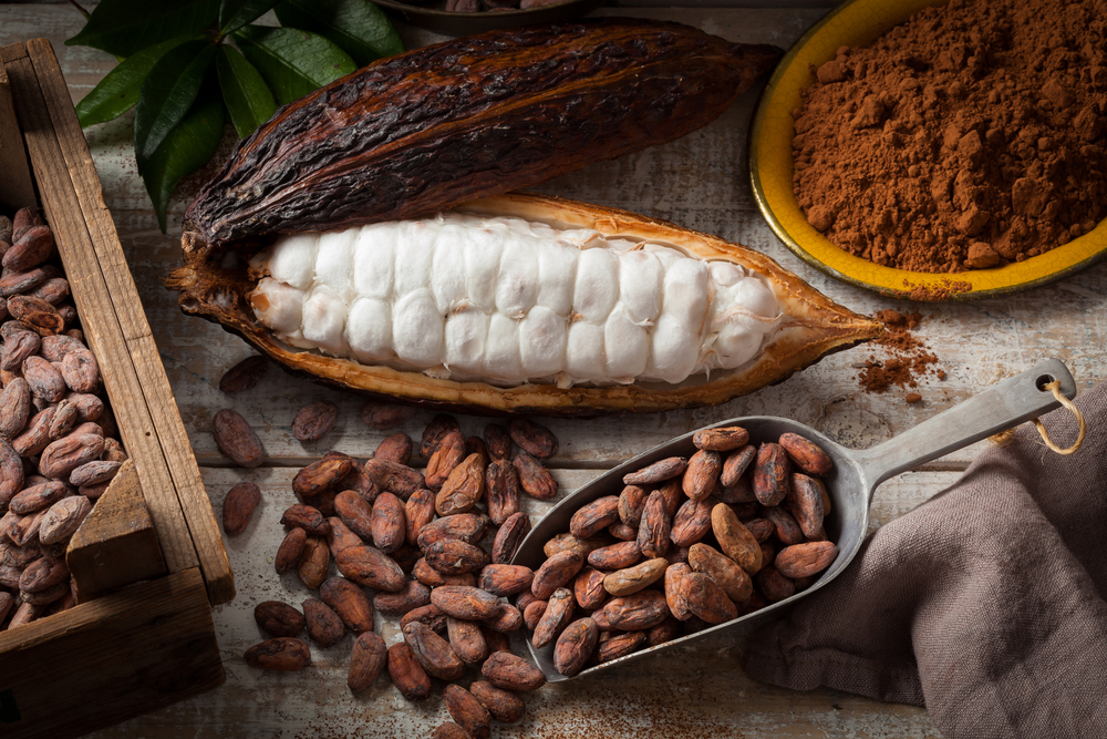 Theobroma-Cacao-Tree-Pods-Cocoa-Beans-Roasted-Harvesting-Process 528647230