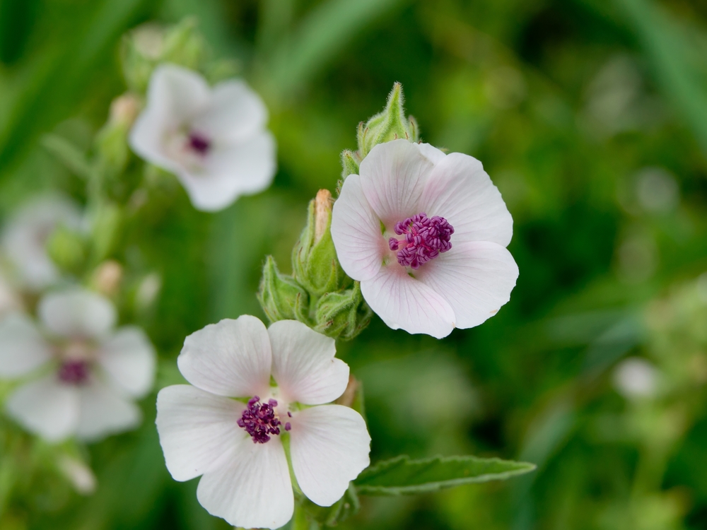 Marshmallow-Plant-Althaea-officinalis-Ancient-Egyptian-Medicine-French 306186239