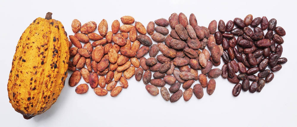 Chocolate-Cacao-Beans-Harvest-Production-Process- 2169644841