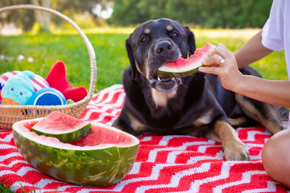 Cool-Refreshing-Watermelon-on-a-Hot-Summer-Day-Cute-Dogs 2484738331