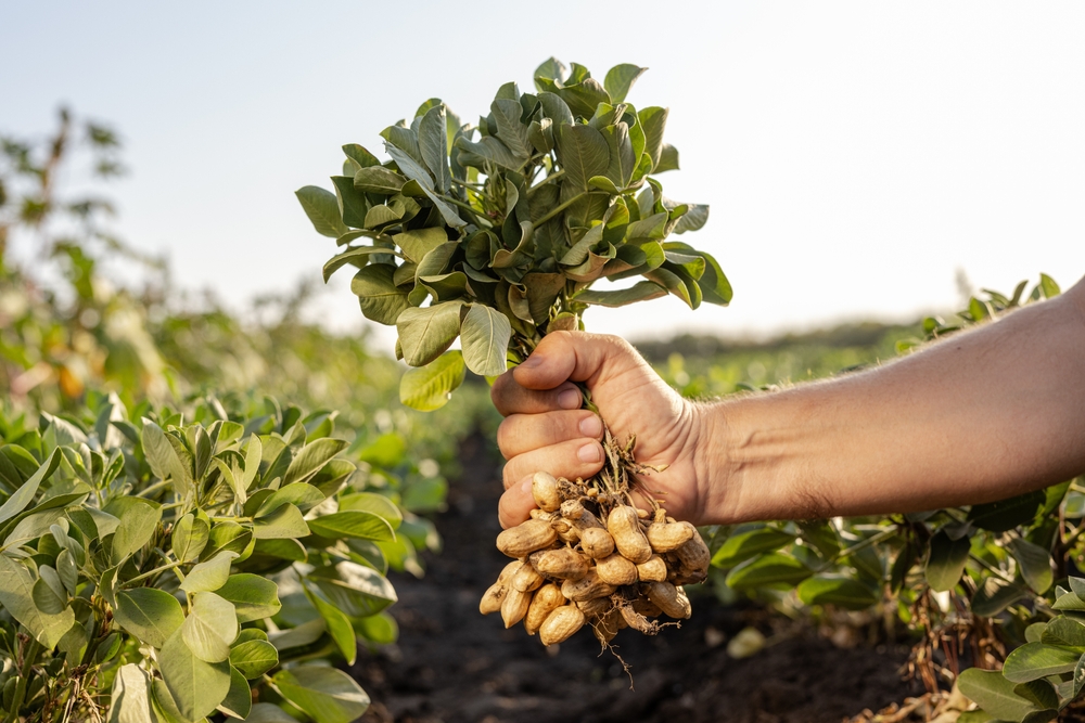 Peanut-Harvest-Peanut-Farm-Georgia-United-States-Agriculture-for-Candy-and-Snacks 2512774015