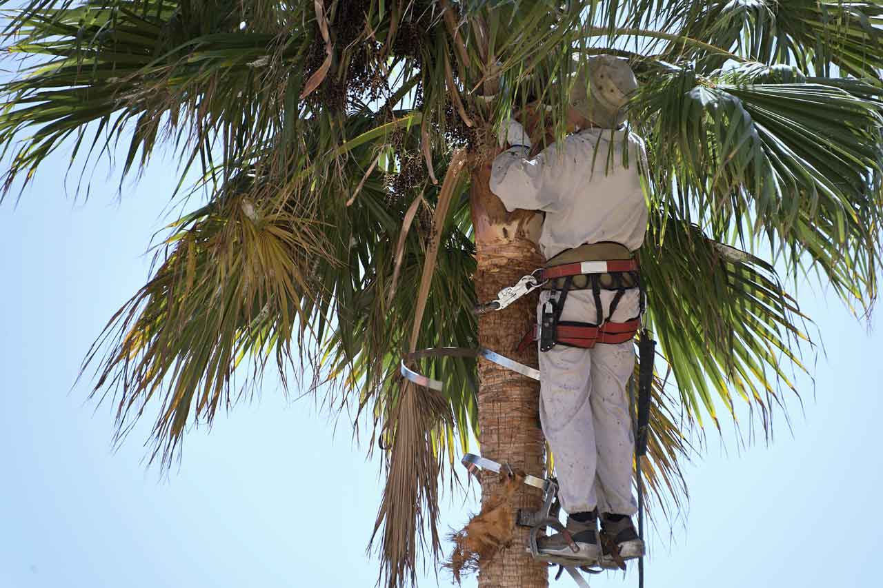 palm tree trimming tools