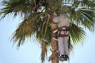 Palm Tree Trimming Cost How Much Does It Cost To Trim Palm Trees 