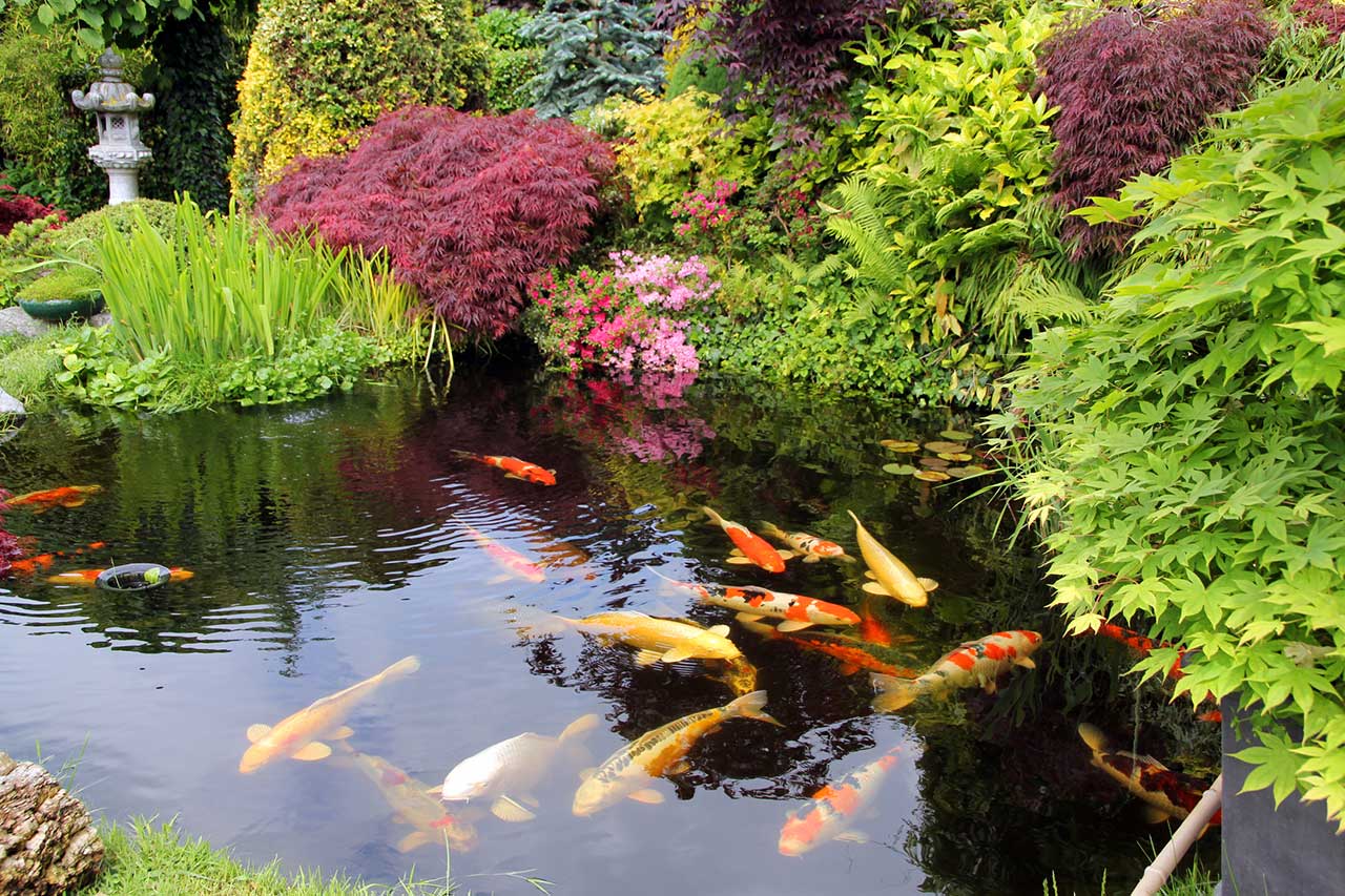 How Much Does a Koi Pond Cost to Install?
