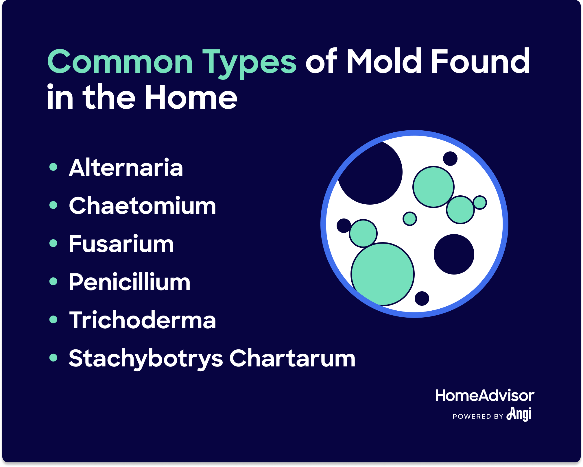 Mold Inspection 101: How Much It Costs and When to Get One - Molekule
