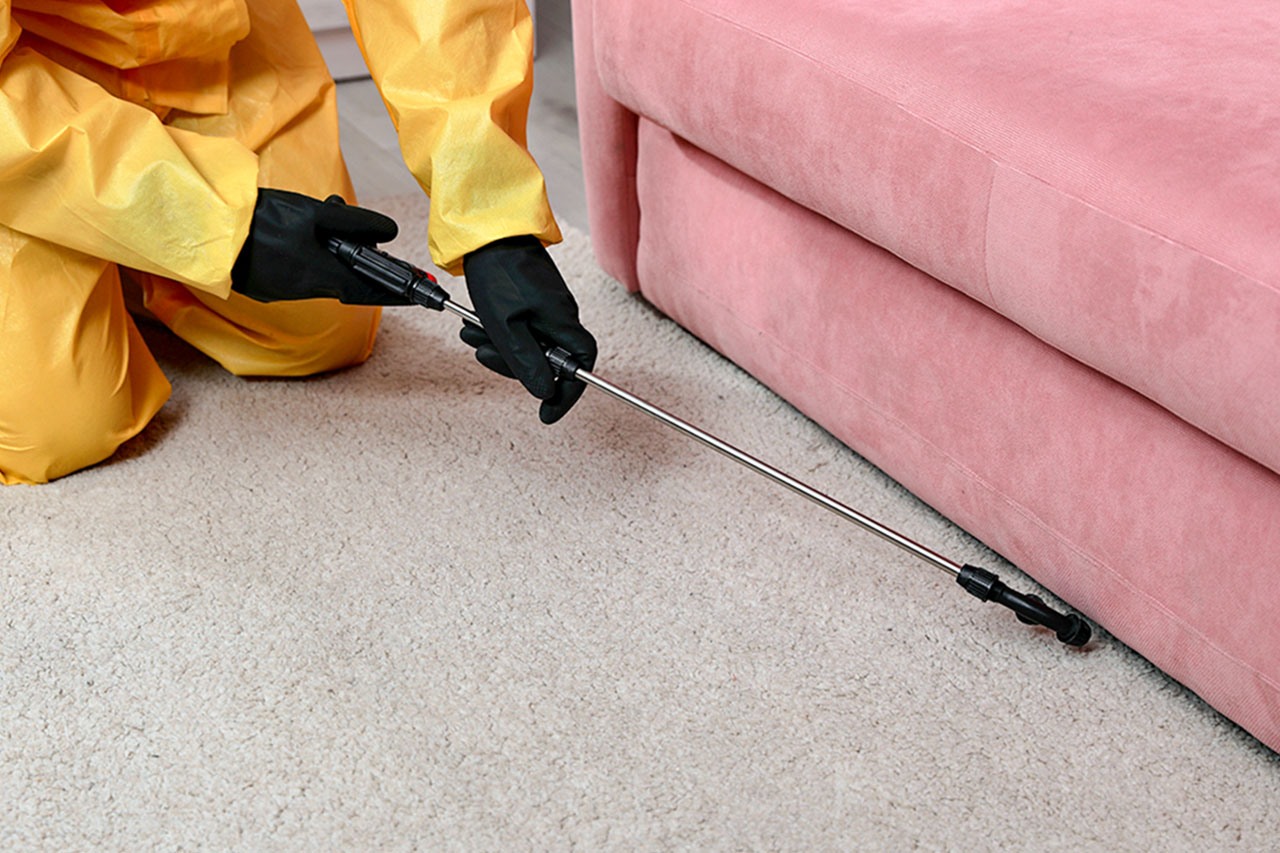 https://images.ctfassets.net/jarihqritqht/3xmLzyzJfedMbfiiPKdivE/8dac5627c590aa353dd3aaecc28c525d/spraying-pesticide-carpet.jpg